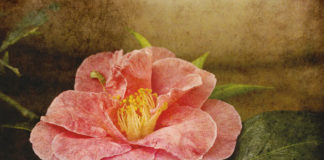 La culla del dècoupage 1571 0 la_ culla_del_decoupage